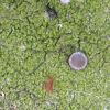 Bacidia arnoldiana